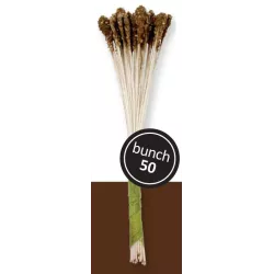 Pollen de fleurs brun pour lys, 50 pièces