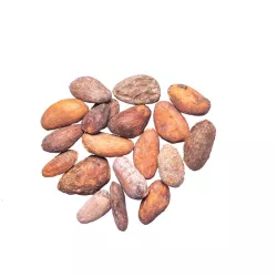 Kakaobohnen aus Nicaragua