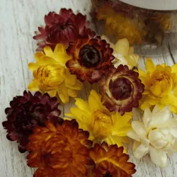 Fiori di prato commestibili, essiccati - Mix, 15 pezzi