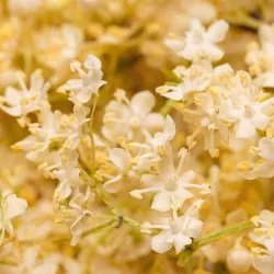 Edible petals - cornflower and marigold - Freeze Dried Elderflowers