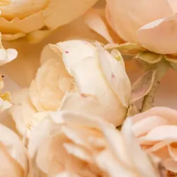 Edible petals - cornflower and marigold - Freeze Dried Mini Roses White Pink