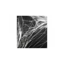 Spider Web - white