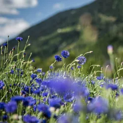 Fleurs de bleuets bleues bio - comestibles, de Suisse