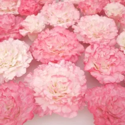 Carnation cutter for fondant