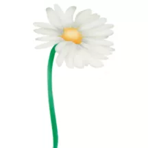 Airbrush stencil daisies