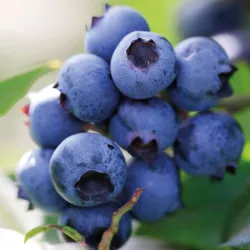 Blaubeeren Aroma