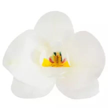 Orchideen aus Esspapier Weiss