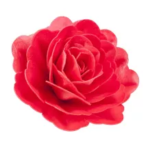 Giant wafer red rose