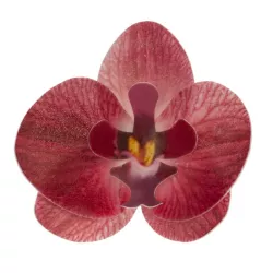 Waffer burgundy Orchids