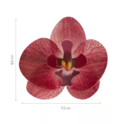 Waffer burgundy Orchids
